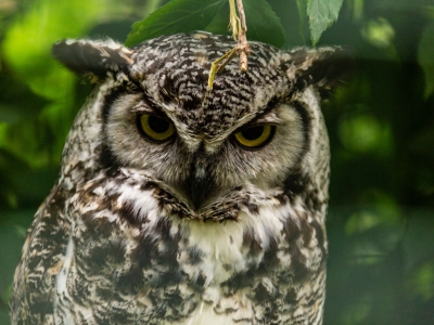 Grand-duc d'Am&eacute;rique - De Zonnegloed - Refuge pour animaux